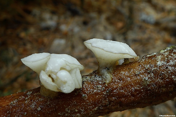 vodnička Cudoniella sp.