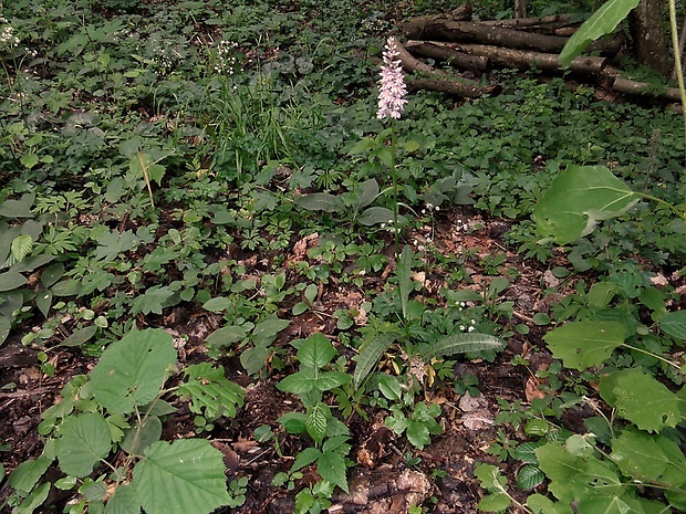 vstavačovec fuchsov pravý Dactylorhiza fuchsii subsp. fuchsii (Druce) Soó