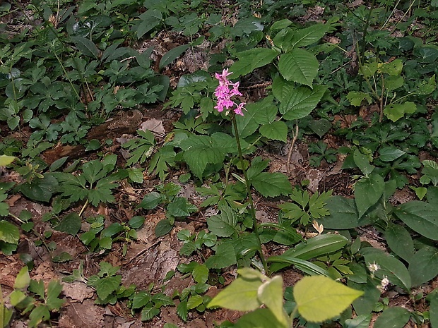 vstavačovec škvrnitý pravý? Dactylorhiza maculata subsp. maculata (L.) Soó