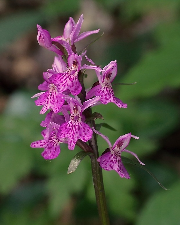 vstavačovec škvrnitý pravý? Dactylorhiza maculata subsp. maculata (L.) Soó