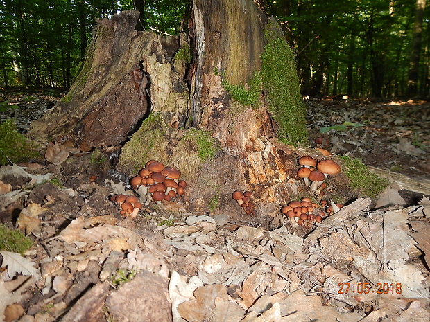 peniazovka vretenovitohlúbiková Gymnopus fusipes (Bull.) Gray