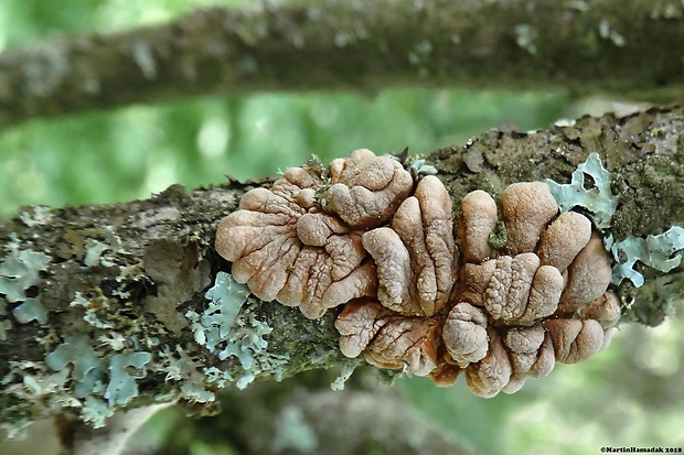 mäsovka lišajníková Hypocreopsis lichenoides (Tode) Seaver