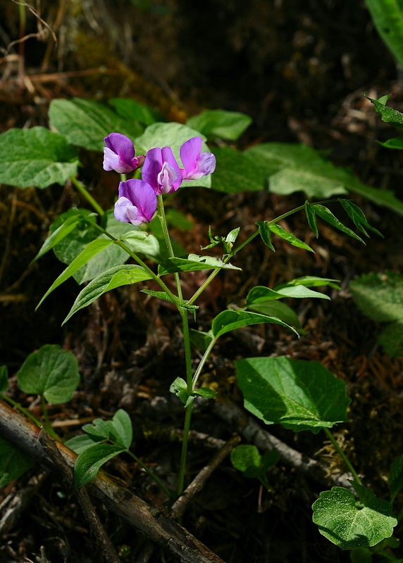 hrachor jarný Lathyrus vernus (L.) Bernh.