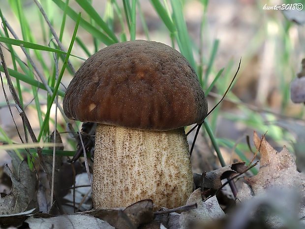 kozák hrabový Leccinum pseudoscabrum (Kallenb.) Šutara