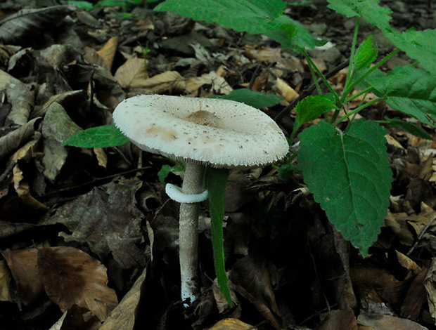 bedľa štíhla Macrolepiota mastoidea (Fr.) Singer