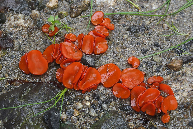 melastíza Melastiza sp.