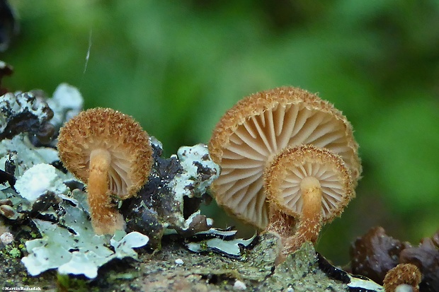 šupináčik obyčajný Phaeomarasmius erinaceus (Fr.) Scherff. ex Romagn.