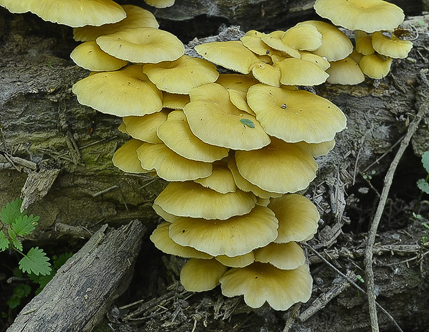 hliva lievikovitá citrónová Pleurotus citrinopileatus (Singer) Ohira