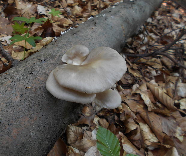 hliva buková Pleurotus pulmonarius (Fr.) Quél.