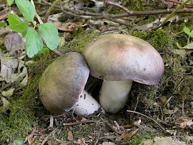 plávka strakatá Russula grisea Fr.