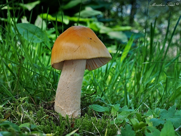 muchotrávka oranžová Amanita crocea (Quél.) Singer