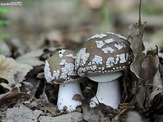 muchotrávka hrubá Amanita excelsa (Fr.) Bertill.