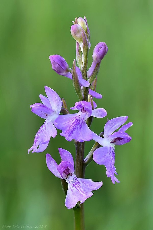 červenohlav močiarny Anacamptis palustris (Jack.) R. M. Bateman, A. M. Pringeon & M. W. Chase