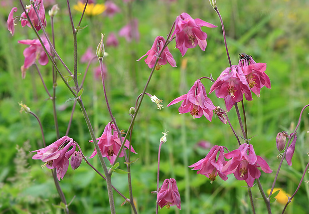 orlíček obyčajný Aquilegia vulgaris L.