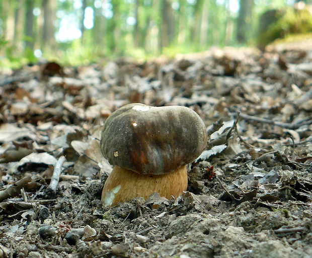 hríb bronzový Boletus aereus Bull. ex Fr.