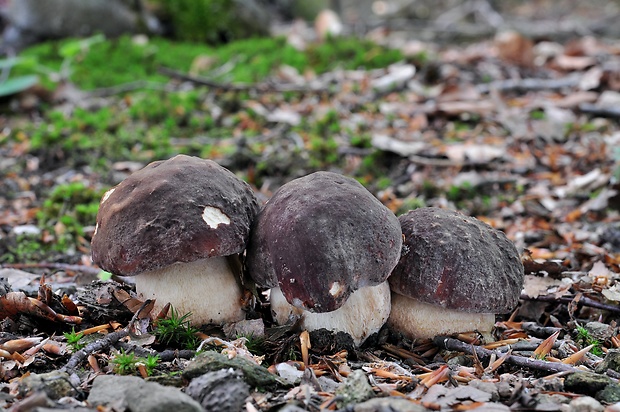 hríb sosnový Boletus pinophilus Pil. et Dermek in Pil.