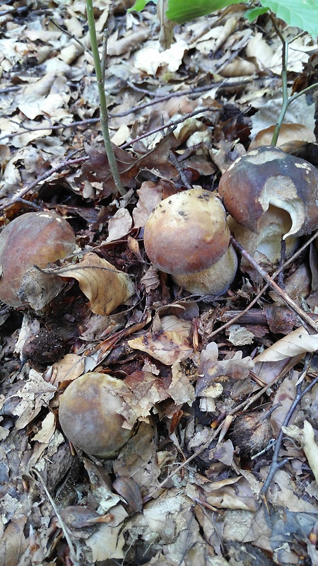 hríb dubový Boletus reticulatus Schaeff.