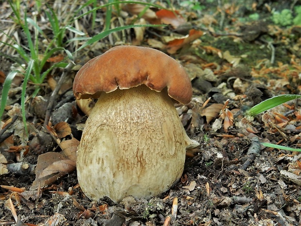 hríb dubový Boletus reticulatus Schaeff.