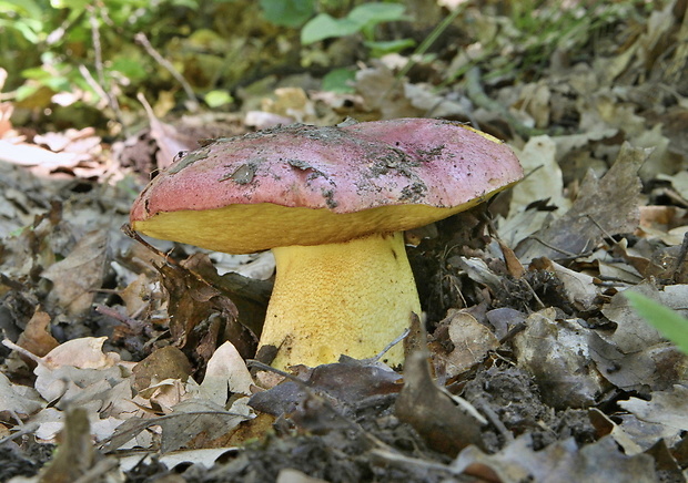 hríb kráľovský Butyriboletus regius (Krombh.) D. Arora & J.L. Frank