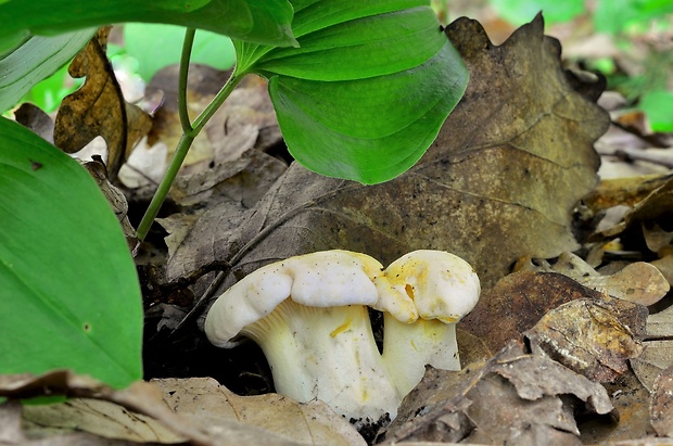 kuriatko jedlé Cantharellus cibarius Fr.