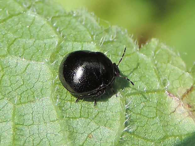 okrúhlička čierna / zaoblenka černá Coptosoma scutellatum Geoffroy, 1785