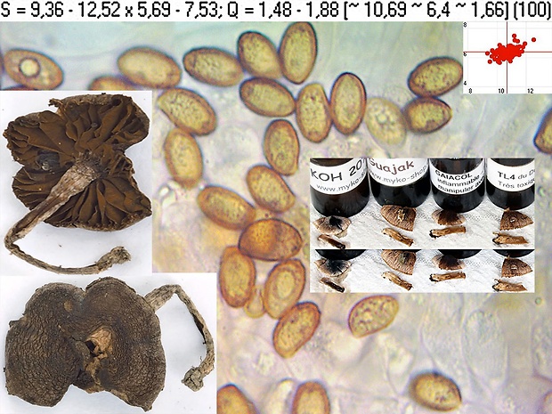 pavučinovec Kazimírov Cortinarius casimiri (Velen.) Huijsman