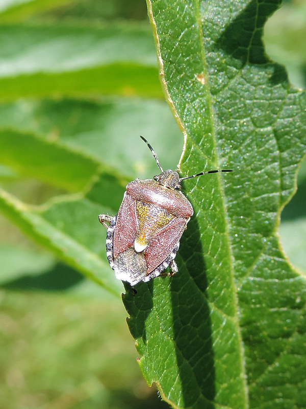 bzdocha obyčajná / kněžice chlupatá Dolycoris baccarum Linnaeus, 1758