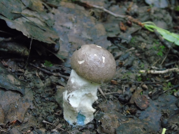 kozák topoľový Leccinum duriusculum (Schulzer ex Kalchbr.) Singer