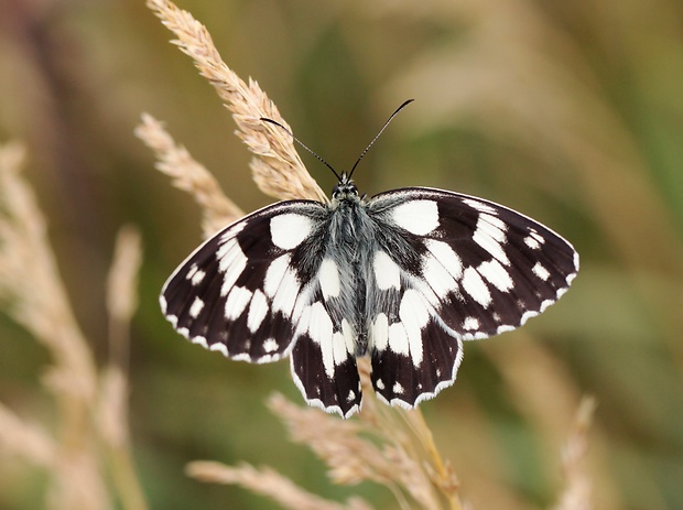 očkáň timotejkový  Melanargia galathea