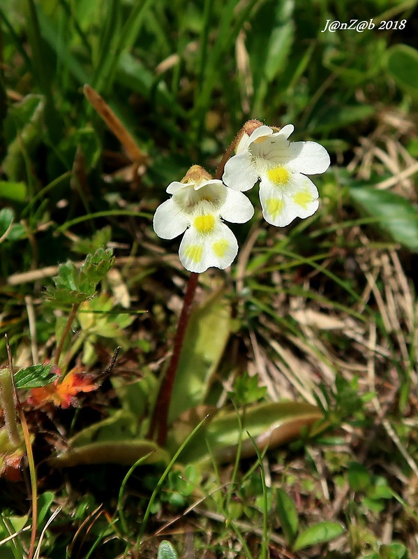 tučnica alpínska Pinguicula alpina L.