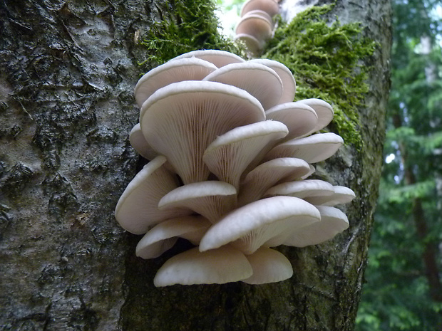 hliva buková Pleurotus pulmonarius (Fr.) Quél.