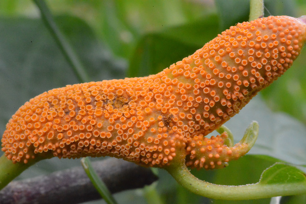 hrdza Puccinia coronata Corda