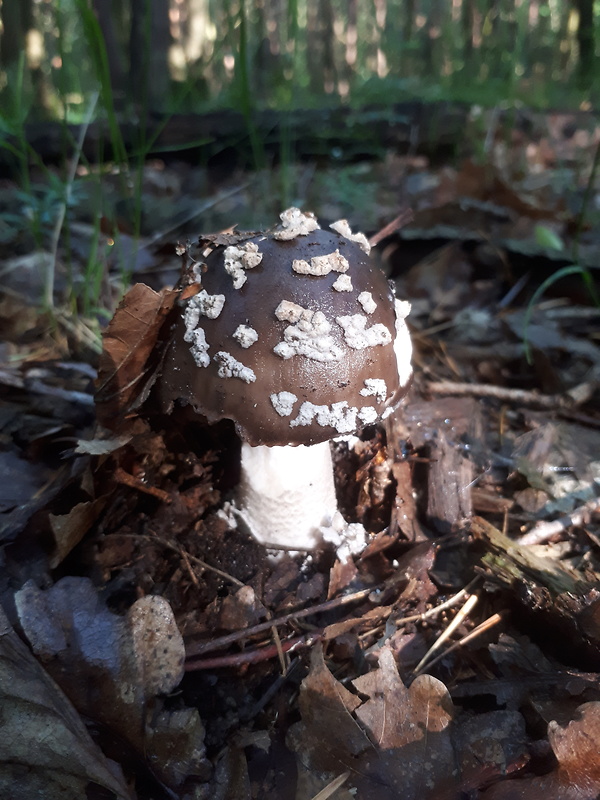 muchotrávka hrubá Amanita excelsa (Fr.) Bertill.