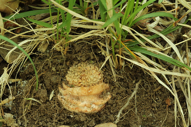 muchotrávka červenkastá Amanita rubescens Pers.