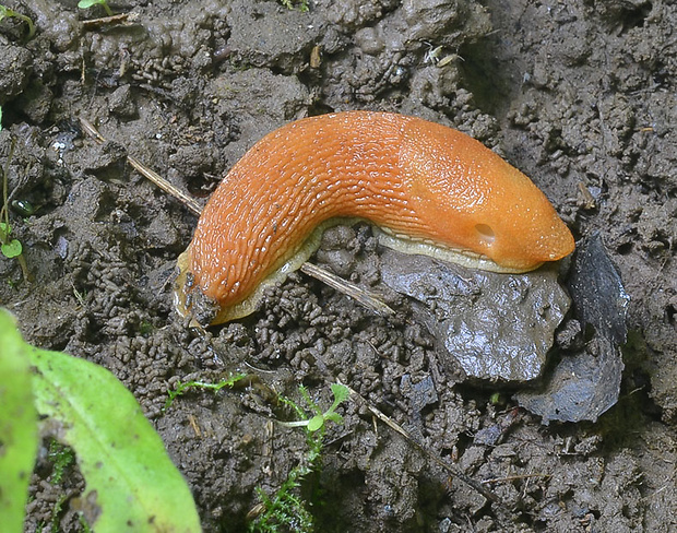 slizovec hrdzavý Arion rufus