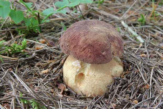 hríb sosnový Boletus pinophilus Pil. et Dermek in Pil.