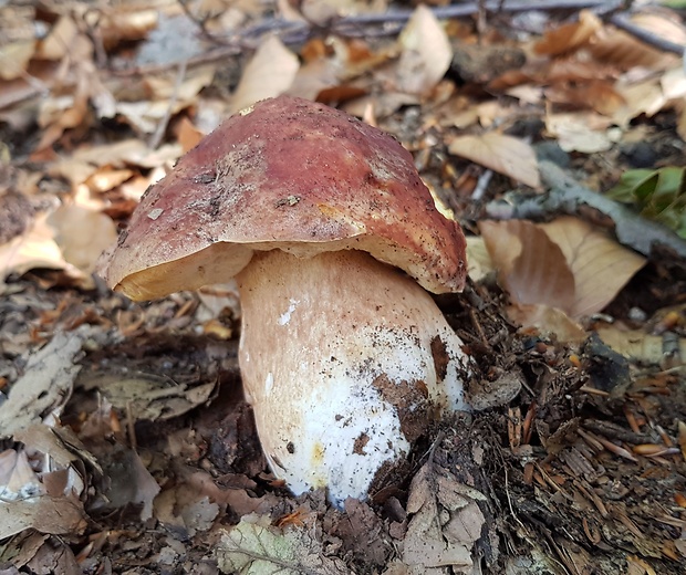 hríb sosnový Boletus pinophilus Pil. et Dermek in Pil.