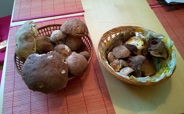 hríb dubový a iné Boletus reticulatus Schaeff.