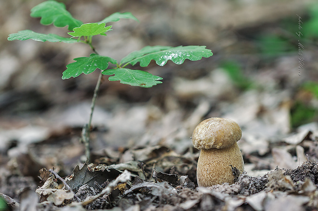 hríb dubový Boletus reticulatus Schaeff.