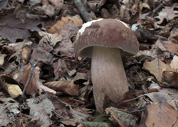 hríb dubový Boletus reticulatus Schaeff.