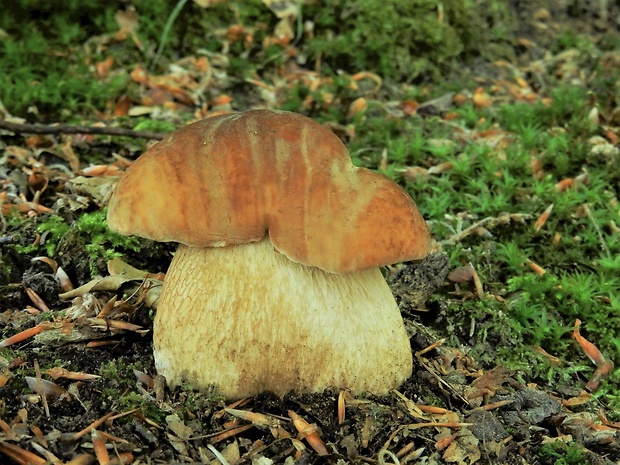 hríb dubový Boletus reticulatus Schaeff.