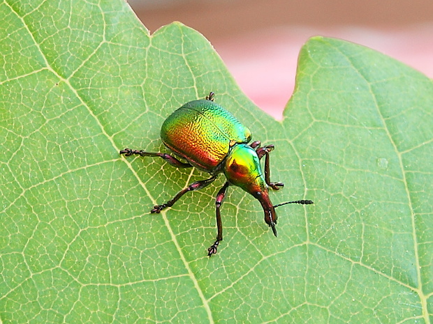 nosánik topoľový Byctiscus populi  Linnaeus, 1758