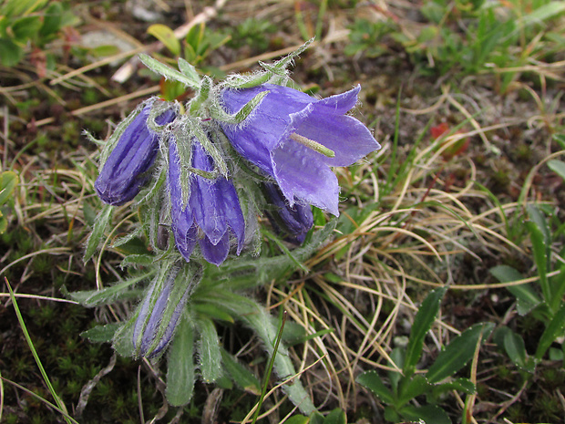 zvonček alpínsky Campanula alpina Jacq.