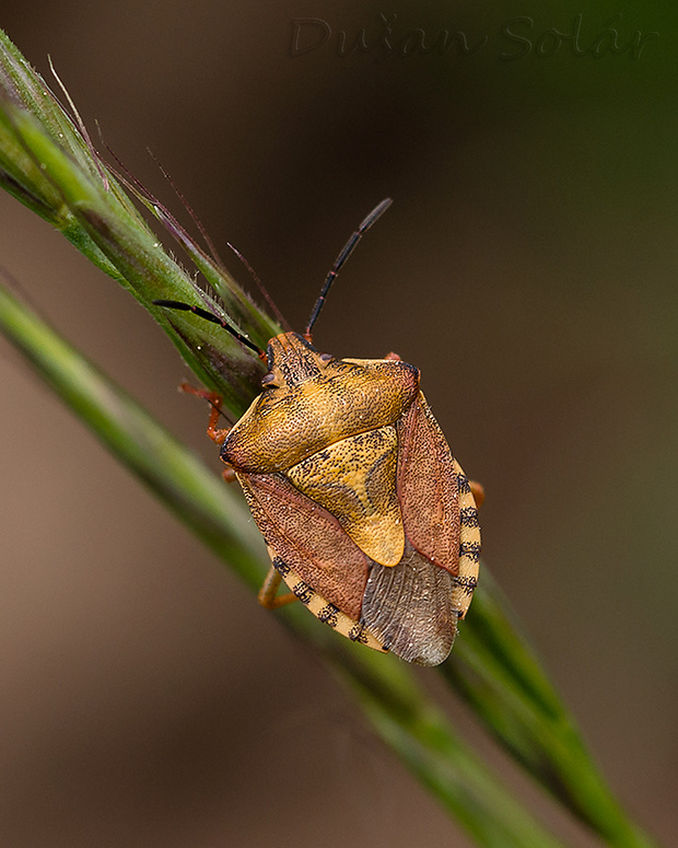 bzdocha menivá Carpocoris pudicus (Poda, 1761)