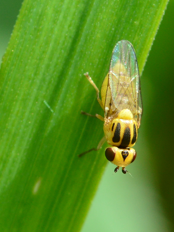 zelenuška Chlorops scalaris