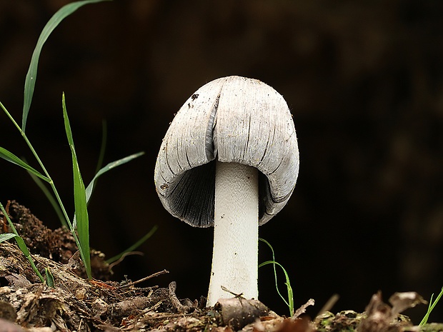 hnojník atramentový Coprinopsis atramentaria (Bull.) Redhead, Vilgalys & Moncalvo