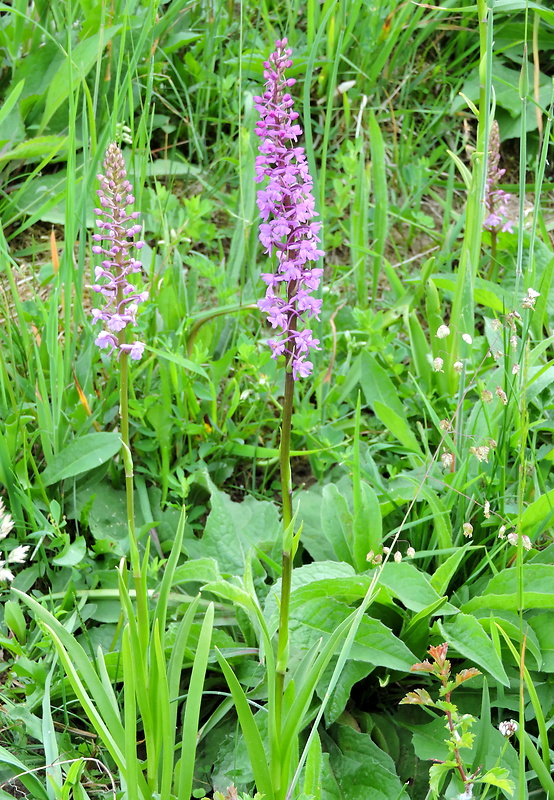 päťprstnica obyčajná Gymnadenia conopsea (L.) R. Br.