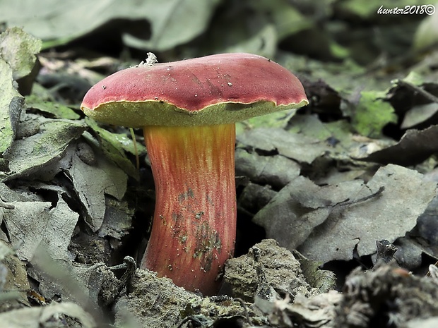 suchohríb karmínový Hortiboletus rubellus (Krombh.) Simonini, Vizzini & Gelardi