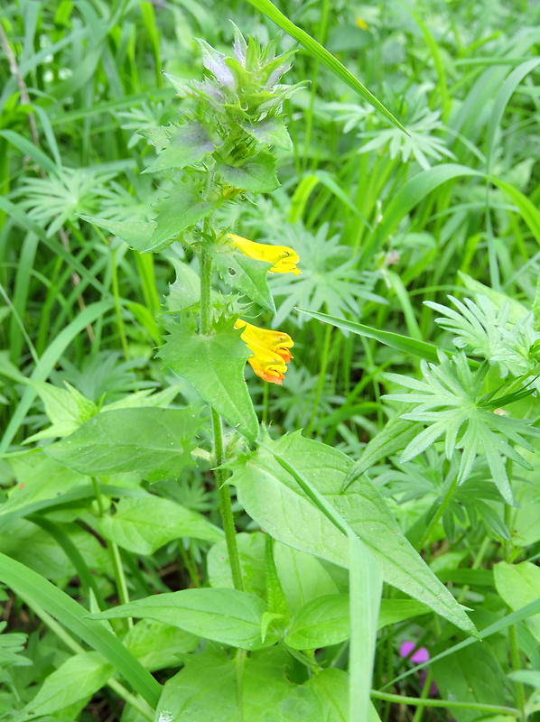 čermeľ hájny Melampyrum nemorosum L.