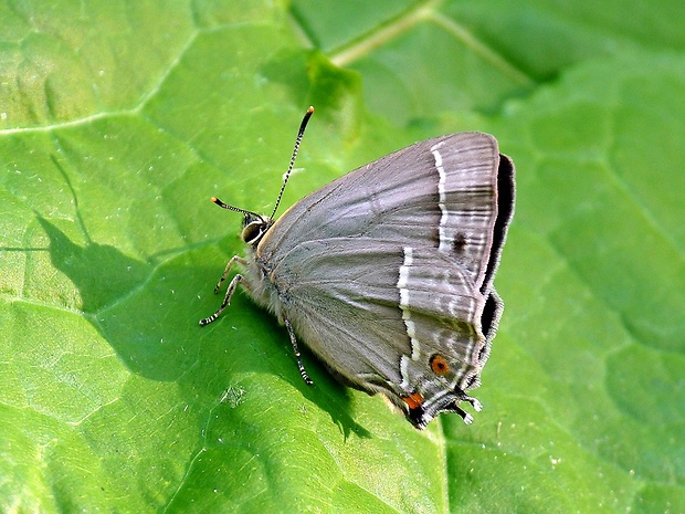 ostrôžkár dubový Neozephyrus quercus